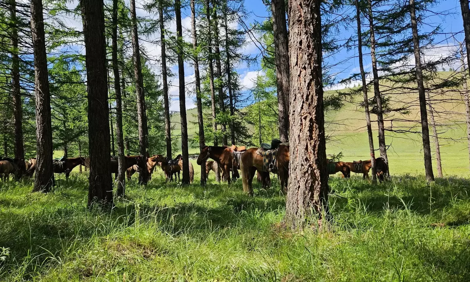 Best Time to Visit Mongolia: A Month-by-Month Travel Guide